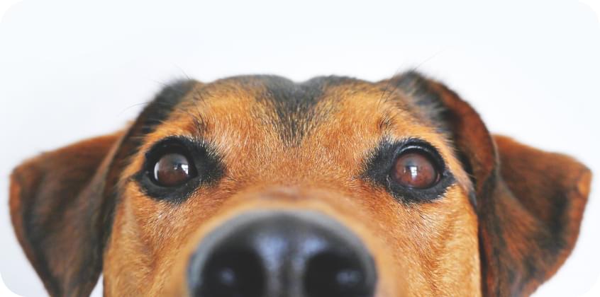 dog's nose and eyes