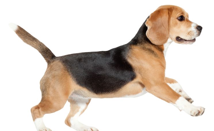 runnig beagle