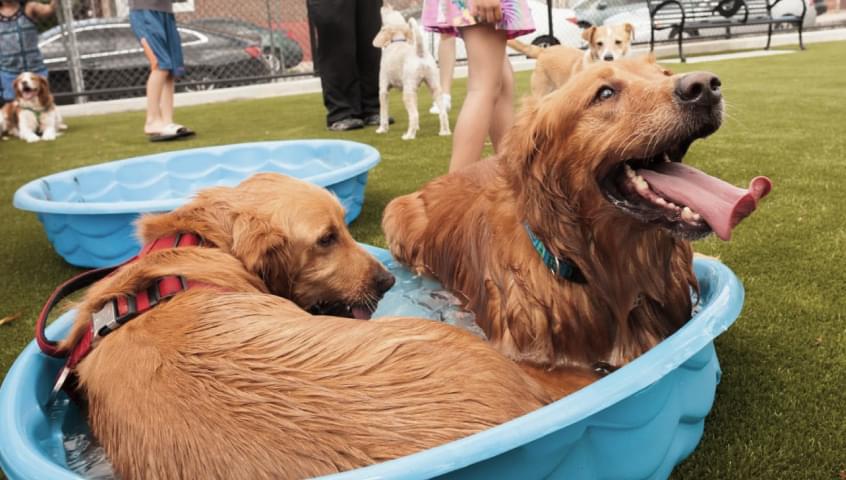 two retrievers in the water