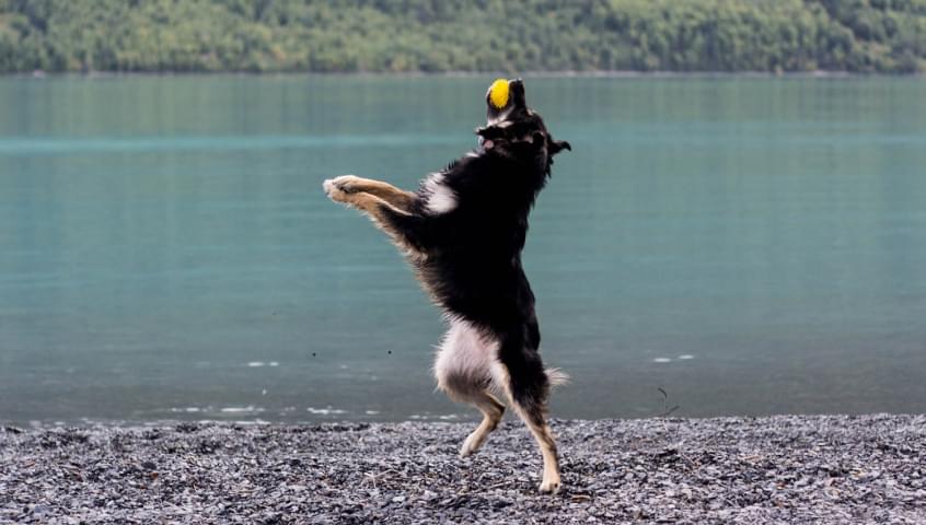 dog catches the ball