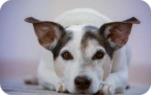 dog lay and look in the camera
